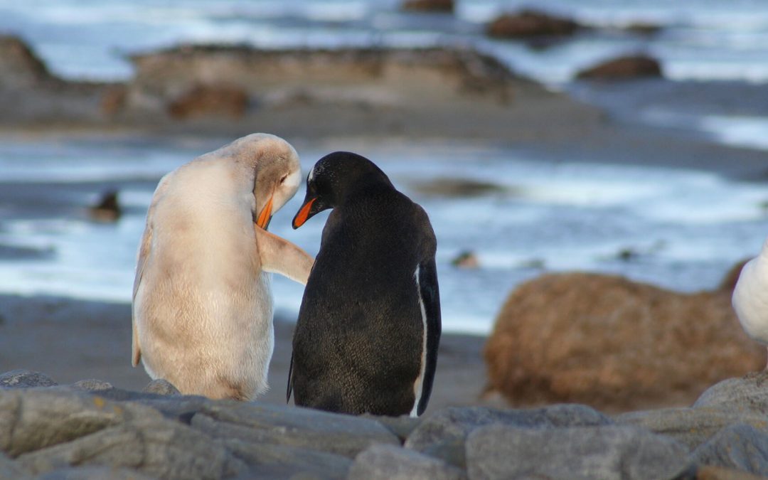 Leucistic Gentoo penguin